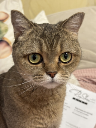 Customer work photo, review by IRINA
